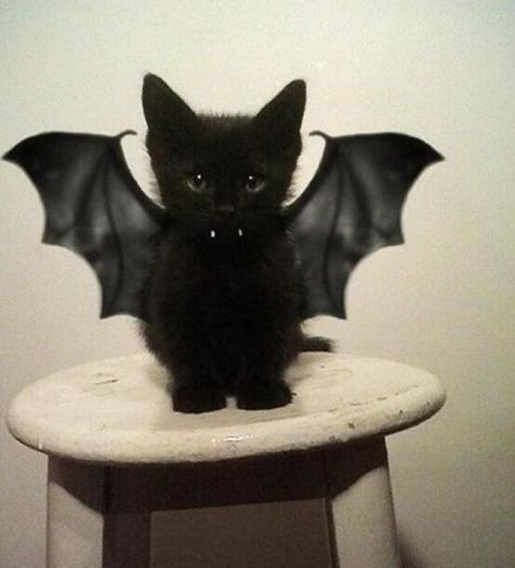 Vampire Kitten | The 60 Greatest Pet Costumes EVER | Halloween | Winston's Pick | Pet Costumes | SampleHouse Vampire Cat, Söt Katt, Siamese Kittens, Black Kitten, Pet Costumes, Cute Kittens, Pusheen, 귀여운 동물, Crazy Cats