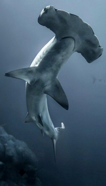 Hammerhead Shark Creature Marine, Swimming In The Ocean, Shark Pictures, Fauna Marina, Water Animals, Hammerhead Shark, Underwater Creatures, Underwater Life, Shark Week