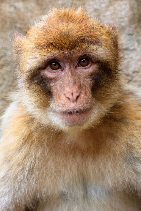 Barbary Macaque | Flickr - Photo Sharing! Barbary Macaque, Monkey Species, Snow Monkeys, Macaque Monkey, Ape Monkey, Monkey Face, African Grey Parrot, Rare Animals, Monkey Business