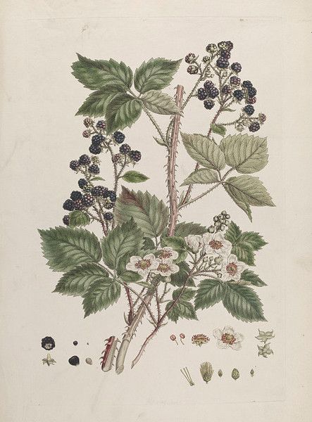 Miller displays a branch of blackberries at different stages of development to give a fuller picture of the plant's lifecycle. Blackberry Illustration, Blackberry Tattoo, Early Humans History, Blackberry Bramble, Growing Blackberries, Blackberry Picking, Young Rabbit, John Miller, Wild Edibles