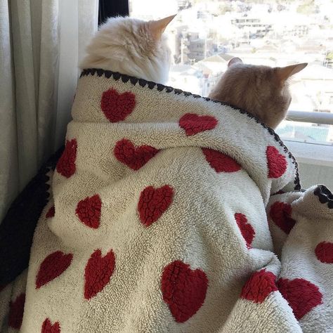 Cat Couple, Two Cats, Silly Animals, Silly Cats, Cute Creatures, Pretty Cats, Baby Cats, Cat Photo, The Window