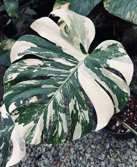 Indoor Plants Low Light, Variegated Monstera, Money Wallpaper Iphone, Plant Goals, Balcony Plants, Monstera Leaves, Monstera Plant, Monstera Deliciosa, Tropical Art