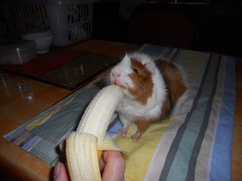 Pixel eating a banana Hamster Eating Banana, Hamster Banana, Eating Banana, Animal Eating, Pigs Eating, Hamster Eating, Eating Bananas, Best Anime Couples, A Banana