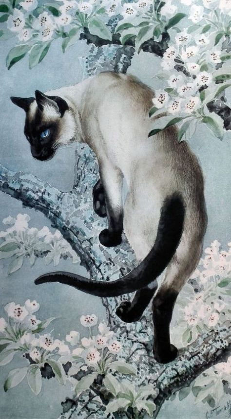 Meet Beautiful Cats By Charles Frederick Tunnicliffe Cat Artwork, Cats Illustration, Arte Animal, Warrior Cats, Cat Painting, Siamese Cats, Cat Illustration, Cat Drawing, Beautiful Cats