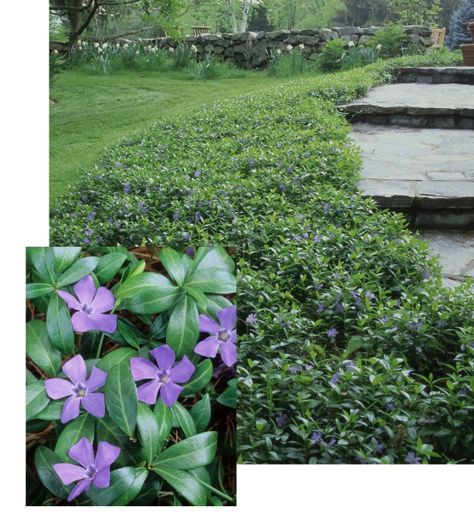 Vinca Ground Cover, Periwinkle Ground Cover, Mediterranean Landscape Design, Vinca Minor, Lawn Alternatives, Ground Covers, Hillside Landscaping, Mediterranean Landscaping, Ground Cover Plants