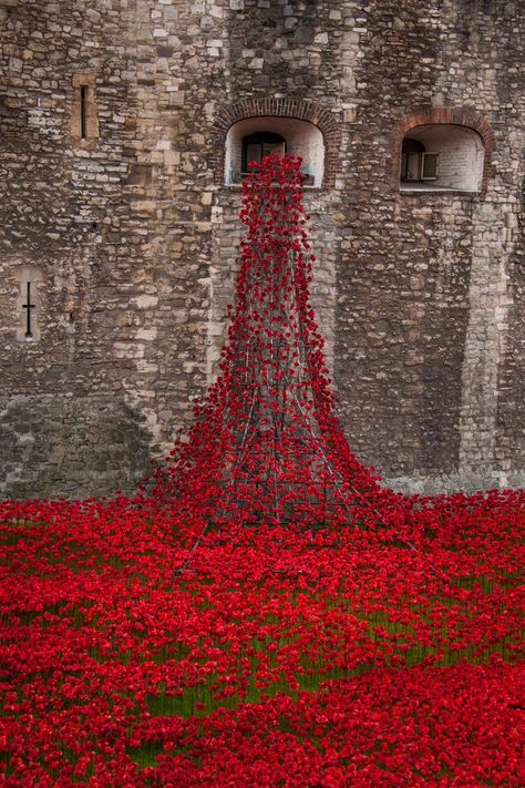 “ The Poppies Come Forth by Ian Johnson ” Remembrance Day Art, Poppy Photo, Fallen Soldiers, Lovely Moments, Flanders Field, Red Pictures, Gabriel Garcia Marquez, Poppy Field, Wonderful Life