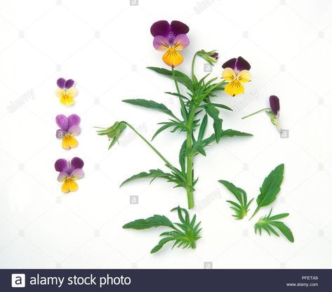 Download this stock image: Flowers and leaves from Viola tricolor (Wild pansy) - PFETA9 from Alamy's library of millions of high resolution stock photos, illustrations and vectors. Violet Leaves, Viola Tricolor, Pansy Leaves, Wild Pansy, Pansy Tattoo, Viola Flower, Pansies Flowers, Flower Names, Flowers And Leaves