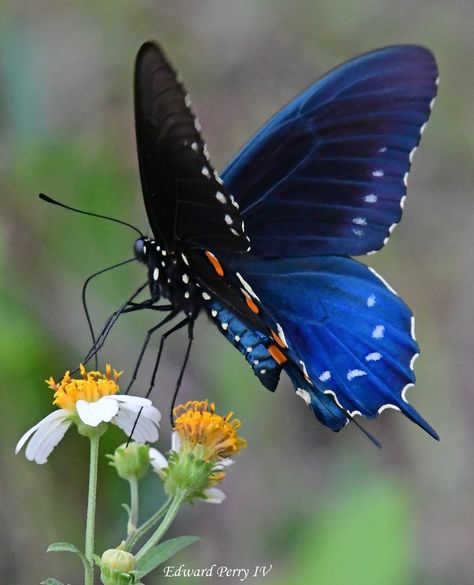 Rainforest Butterfly, Caterpillar To Butterfly, Butterfly Transformation, Butterfly Chrysalis, Find Your Peace, Beautiful Butterfly Photography, Insect Photography, Butterfly Species, Beautiful Butterflies Art