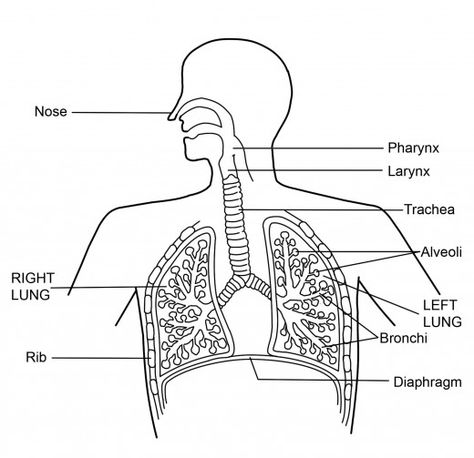 IMAGES OF THE HUMAN RESPIRATORY SYSTEM Breathing System Diagram, Respiratory Diagram, Respiratory System Diagram, Respiratory System Function, Respiratory System Anatomy, Function Diagram, Breathing System, Human Respiratory System, The Respiratory System