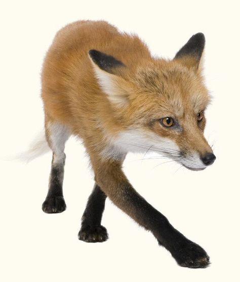 Fox Paws Reference, Fox Legs Drawing, Fox Poses, Fox Anatomy, Fox Reference, Fantastic Mr Fox Costume, Fox Face Paint, Fox Paws, Paw Nails