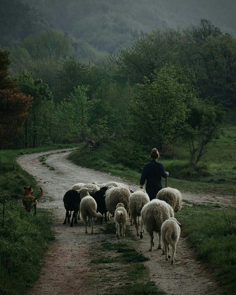 alraunahomestead: “ katrien (@growingwildthings) ” Farming Aesthetic, Countryside Life, A Well Traveled Woman, Country Gal, Sheep Farm, Dirt Road, Rural Life, The Shepherd, English Countryside