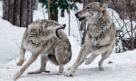 Female Wolf, Lup Singuratic, Wolf Poses, Wolf Running, Canine Drawing, Running Photos, Animal Attack, Two Wolves, Dog Attack