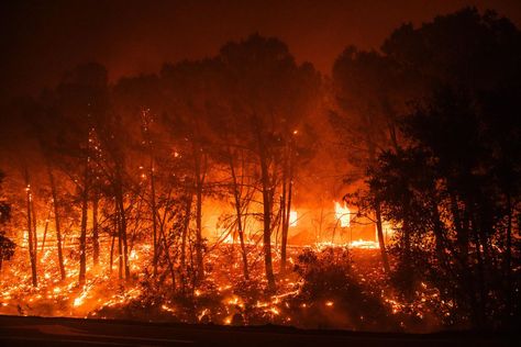 Federal Reserve Becomes Last Major Central Bank To Join Climate Group - Forbes Painting Competition, Valley Road, Economic Systems, Federal Reserve, Central Bank, Forest Fire, New Details, Ecology, Forest