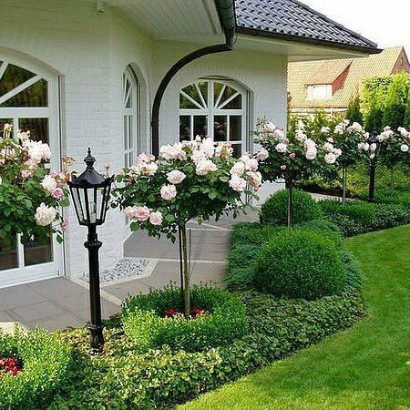 Ideas Ecologicas, Rose Topiary, Urban Gardening Ideas, Landscaping Design Ideas, Topiary Garden, Front Landscaping, Urban Gardening, Front House Landscaping, Landscaping Tips