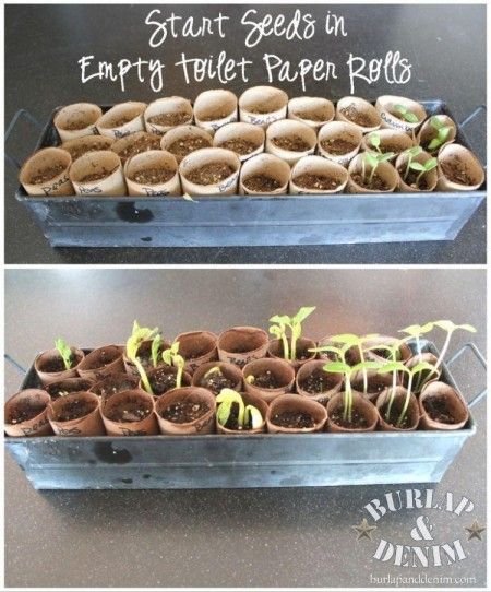 OH idea to recycle AND start my seeds? YES PLEASE! If I cant get a newspaper pot maker this is plan b! Reuse Toilet Paper Rolls, Gemüseanbau In Kübeln, Seed Starters, Seed Starter, Plants Growing, Toilet Paper Rolls, Mustard Seeds, Cardboard Tubes, Paper Rolls