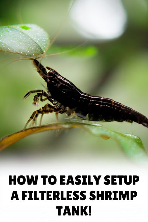 Embrace the beauty of natural aquariums with our guide on setting up a filterless shrimp tank. With a focus on balance, design, and shrimp health, our blog post is your comprehensive resource for creating a thriving ecosystem without mechanical filters. 10 Gallon Shrimp Tank, Fresh Water Shrimp Tank, Shrimp Tank Setup, Shrimp Jarrarium, Aquatic Snails, Shrimp Tanks, Pet Shrimp, Tank Terrarium, Snail Tank