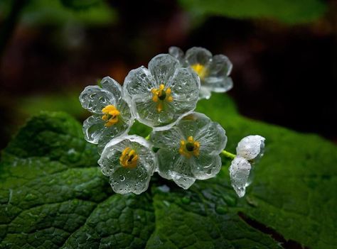 Visit Japan / Americas on Instagram: “Diphylleia grayi is a mystical flower that becomes glass-like when wet 💧✨ This rare, transparent bloom can only be seen during the rainy…” Diphylleia Grayi, Bog Witch, Small Widget, Skeleton Flower, Witch Garden, Dappled Light, Ground Cover Plants, Flower Care, Rare Flowers