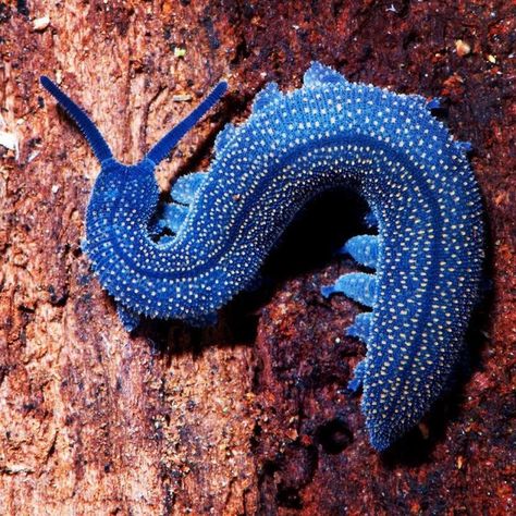 Velvet Worm, Cool Insects, Cool Bugs, Interesting Animals, Beautiful Bugs, Creepy Crawlies, Arthropods, Pretty Animals, Arachnids