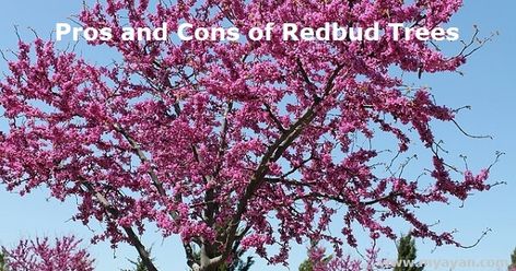 Pros and Cons of Redbud Trees Spring Blooming Trees, Texas Trees, Fast Growing Shade Trees, Texas Plants, Texas Garden, Eastern Redbud, Nature Journaling, Redbud Tree, Gardening Projects