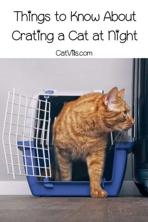 Are you wondering if you can crate a cat at night and when it's fine to do this? Here are 11 things every cat parent needs to know. Keep on reading! Diy Cat Kennel Indoor, Cat Crate Bed, Cat At Night, Cat Cages Indoor, Cat Crate, Cat Kennel, Sick Cat, Cat Cages, Sleeping Kitten