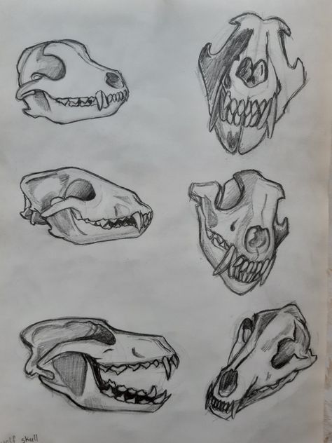 Wolf Skull Illustration, Animal Horror Art, Cat Bones Drawing, Wolf Skull Drawing Reference, Skull Drawing Animal, How To Draw Animal Skulls, Zombie Dog Drawing, Rabbit Skull Drawing, Skull Dog Drawing