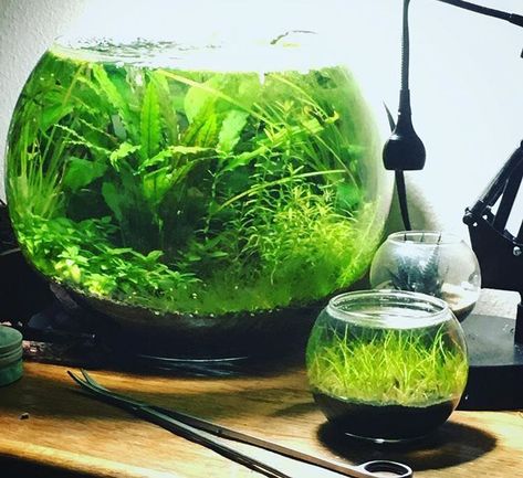 Fish Tank Themes, Plants In Jars, Self Sustaining, Indoor Water Garden, Diy Aquarium, Fish Ponds, Invasive Species, The Jar, Tall Plants