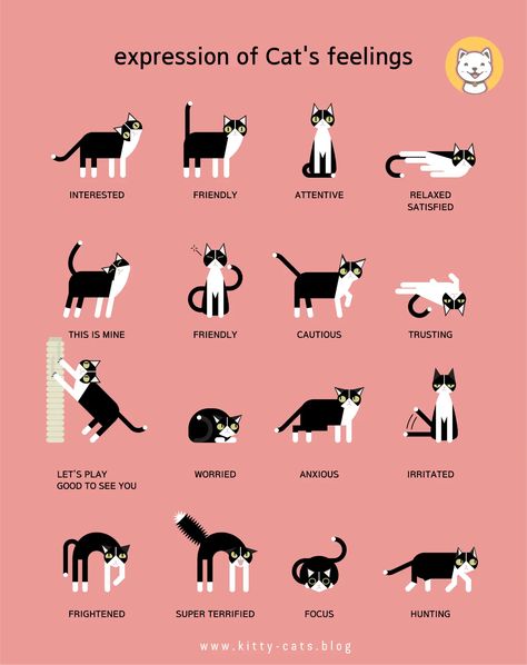 Katt Grejer, Cat Expressions, Cat Language, Cat Body, Cat Info, Cat Hacks, Cat Care Tips, Kitten Care, Cat Parenting