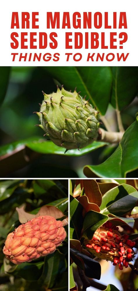 Delve into the intriguing debate surrounding the edibility of magnolia seeds. Discover the facts behind this botanical enigma today! #MagnoliaSeed #FoodDebate #BotanicalDiscovery #NatureFacts #HealthyLiving #GardenToTable #ExploreNature Seeds To Eat, Magnolia Gardens, Southern Magnolia, Magnolia Flower, Explore Nature, The Question, Magnolia, Healthy Living, Seeds