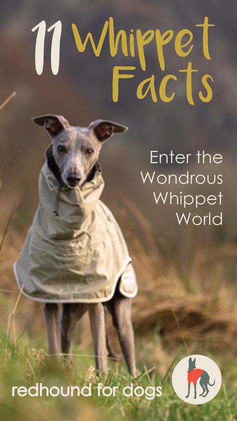 Blue Whippet, Marky Mark, Whippet Dog, Dog Facts, Dog Blog, Whippet, Dog Quotes, Facts About, For Dogs