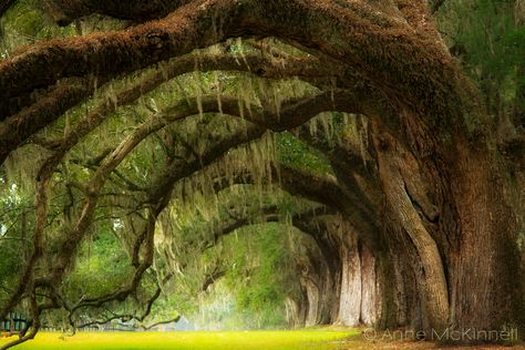 Boon Hall Live Oaks Oak Tree Pictures, Southern Usa, Southern Plantations, Boone Hall, Live Oak Trees, Digital Photography School, Spanish Moss, Tree Photography, Oak Tree