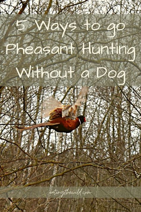 Do you find yourself without a hunting dog but still want to go pheasant hunting? No worries, read our post to find out how to do it! #pheasant #hunting #upland #gundog Pheasant Pen Ideas, Upland Bird Hunting, Nomadic Life, Hunting Packs, Upland Hunting, Pheasant Hunting, Hunting Tips, Bird Hunting, Hunting Dog