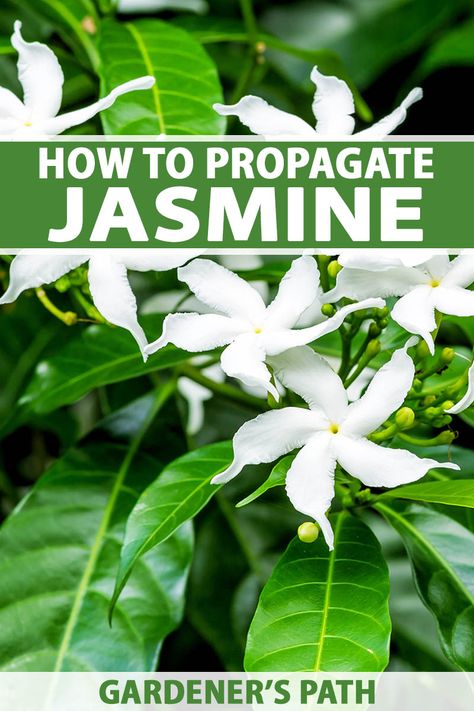 Propagating Jasmine Vine, How To Propagate Jasmine Plant, Jasmine Propagation, Star Jasmine Trellis, Jasmine Bush, Yard Pool Ideas, Jasmine Vines, Asian Jasmine, Carolina Jasmine