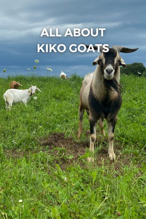 Kiko goats are rapidly becoming a popular meat goat breed in the U.S. due to its hardiness and growth rate. This article will cover the Kiko breed in more detail, including breed characteristics, use and history. Meat Goats, Kiko Goats, Rotational Grazing, Goats For Sale, Happy Goat, Show Goats, Goat Herding, Boer Goats, Raising Goats