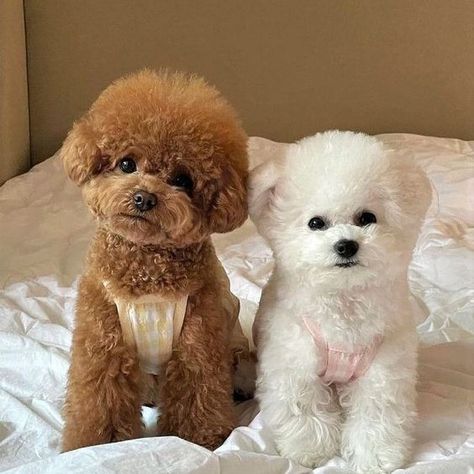 Poodle Cute, Anjing Poodle, Big Dogs Breeds, Biggest Dog In The World, Biewer Yorkie, Biggest Dog, Bichon Dog, Cute Fluffy Dogs, Cute Teacup Puppies