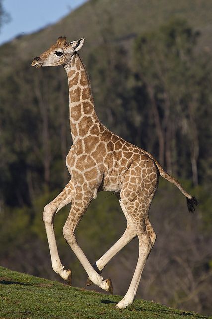 Giraffe calf at the Safari Park, Jioni Giraffe Photos, Giraffe Pictures, Wild Animals Pictures, Giraffe Art, A Giraffe, Wild Creatures, Cute Giraffe, San Diego Zoo, Baby Giraffe