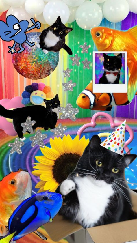 it’s uni’s 4th birthday! #uni #unicouni #cat #birthday #four Funky Wallpaper, Wonderland Artwork, Collage Iphone, Skate Art, Cat People, Cat Birthday, Silly Pictures, Cat Wallpaper, Happy Cat