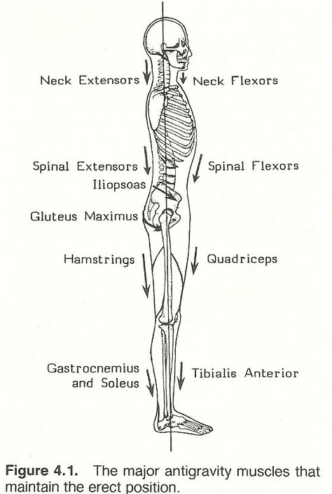 CHAPTER 4: BODY ALIGNMENT, POSTURE, AND GAIT Psoas Release, Alexander Technique, Body Alignment, What Is Yoga, Body Mechanics, Musculoskeletal System, Psoas Muscle, Downward Facing Dog, Muscle Anatomy