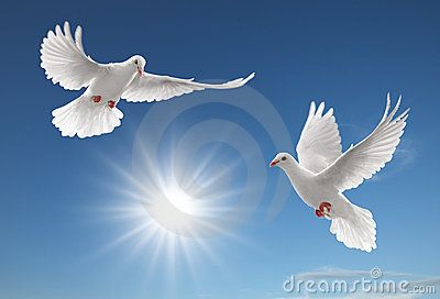 Two pigeons Stock Images Doves Flying, Dove Release, Dove Images, Dove Pictures, Pigeon Bird, Dove Bird, White Dove, Bird Wallpaper, Clear Blue Sky