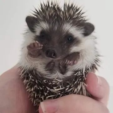 Hedgehog Names List, Black Hedgehog, Hedgehog Facts, Baby Hedgehogs, Hedgehog Screaming At The Ground, Pomeranian Puppy For Sale, Hedgehog Meme, Pygmy Hedgehog, Hedgehog Pet