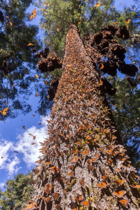 Unusual Trees, Crooked Forest, Rainbow Eucalyptus Tree, Rainbow Eucalyptus, Amazing Trees, Dartmoor National Park, Sycamore Tree, Yucca Plant, Butterfly Tree