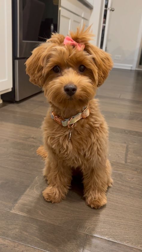 Chloe 🐾 The Mini Goldendoodle | What do you mean? I was born to be a pampered 😌 . . #minigoldendoodle #goldendoodle #poodlemix #dogsofinstagram #puppiesofinstagram… | Instagram Cute Mini Goldendoodle Puppy, Mini Goldendoodle Haircut Styles, Mini Goodlendoodle, Goldendoodle Wallpaper, Mini Doodle Dog, Golden Doodle Mini, F1bb Goldendoodle, Micro Mini Goldendoodle, Charlotte Aesthetic