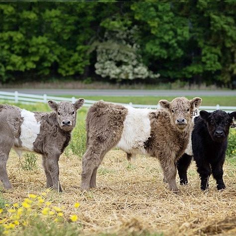 Belted Galloway Cows, Farming Aesthetic, Galloway Cattle, Miniature Cattle, Belted Galloway, Mini Cows, Fluffy Cows, Cow Calf