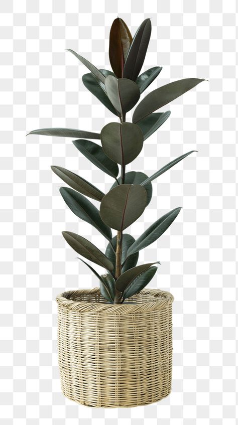 Studio Background Ideas, Plant Png, Plant Texture, Photo Elements, Grass Wallpaper, Polygon Art, Rubber Plant, Paper Home, Rubber Tree