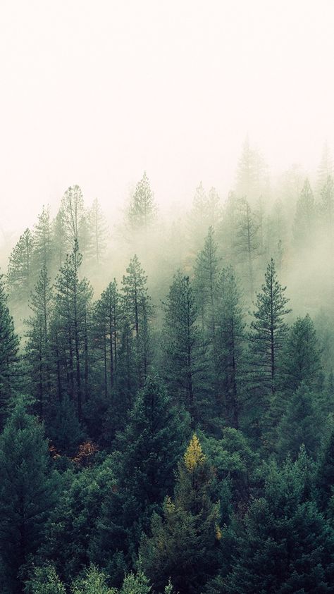 Nature-Mist-Forests-Trees-iPhone-Wallpaper Iphone Wallpaper Preppy, Nature Iphone Wallpaper, Vintage Stickers, Foggy Forest, Wallpaper Tumblr, Wallpaper Android, Preppy Wallpaper, Forest Wallpaper, Forest Art