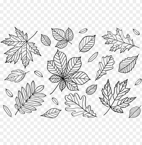 Fall Leaf Outline, Fall Leaves Pictures, Wolf Outline, Fall Leaves Drawing, Fall Leaves Png, Leaf Outline, Fall Banner, Leaf Clipart, Leaf Border