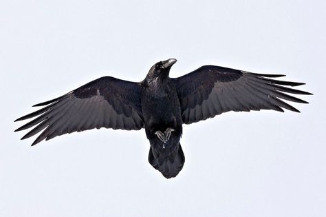 Raven in flight, shot from below. Love how the details of the wings showing. Raven Flying, Rabe Tattoo, Raven And Wolf, Raven Wings, Raven Bird, Raven Tattoo, Crow Art, Jackdaw, Raven Art