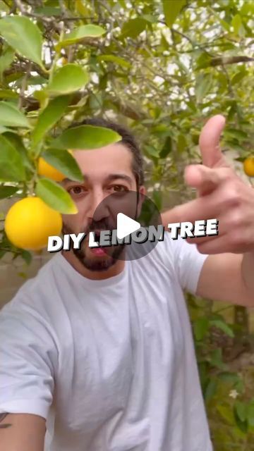 Armen Adamjan on Instagram: "Next time you cut into a lemon, and a seed pops out.. try growing your own lemon tree! 🍋😲 . . . . #lemon #plants #lifehacks #hacks #tipsandtricks #healthyfood #sustainability #selfsufficiency #gardening" Planting Lemon Seeds, Lemon Tree From Seed, Growing Lemon Trees, Lawn Ideas, Lemon Plant, Lemon Seeds, How To Grow Lemon, Lemon Trees, Natural Mosquito Repellant