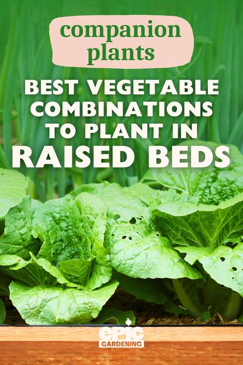 A raised, wood, garden bed with different vegetable plants in it Vegetables To Plant Together, Vegetable Combinations, Raised Bed Garden Ideas, Raised Bed Garden Layout, Bed Garden Ideas, Veggies To Grow, Raised Bed Vegetable Garden, Planting Techniques, Growing Vegetables At Home