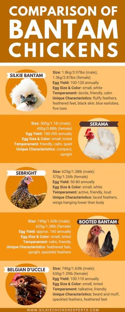 Silkie Chickens Colors, Chicken Breeds Chart, Serama Chicken, Bantam Breeds, Bantam Chicken Breeds, Poultry Farm Design, Silkie Bantam, Bantam Chicken, Chicken Facts