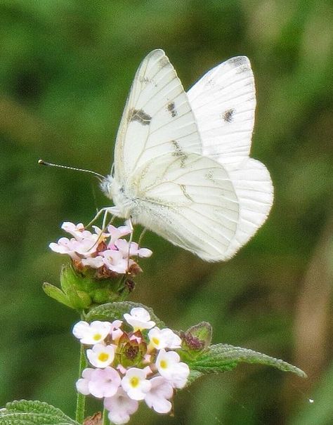 White Buterfluffy, Butterfly White, White Butterflies, Butterfly On Flower, Chaos Theory, Butterfly Effect, Dear Future, Dear Future Husband, Beauty Inside